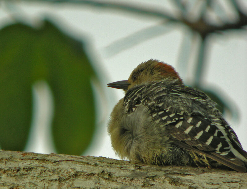 Red-crowned Woodpecker