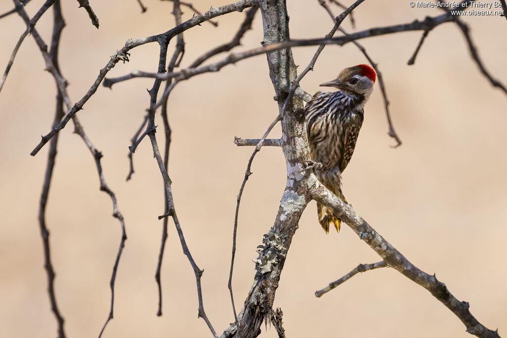 Cardinal Woodpecker male