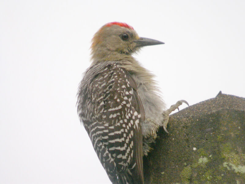 Hoffmann's Woodpecker