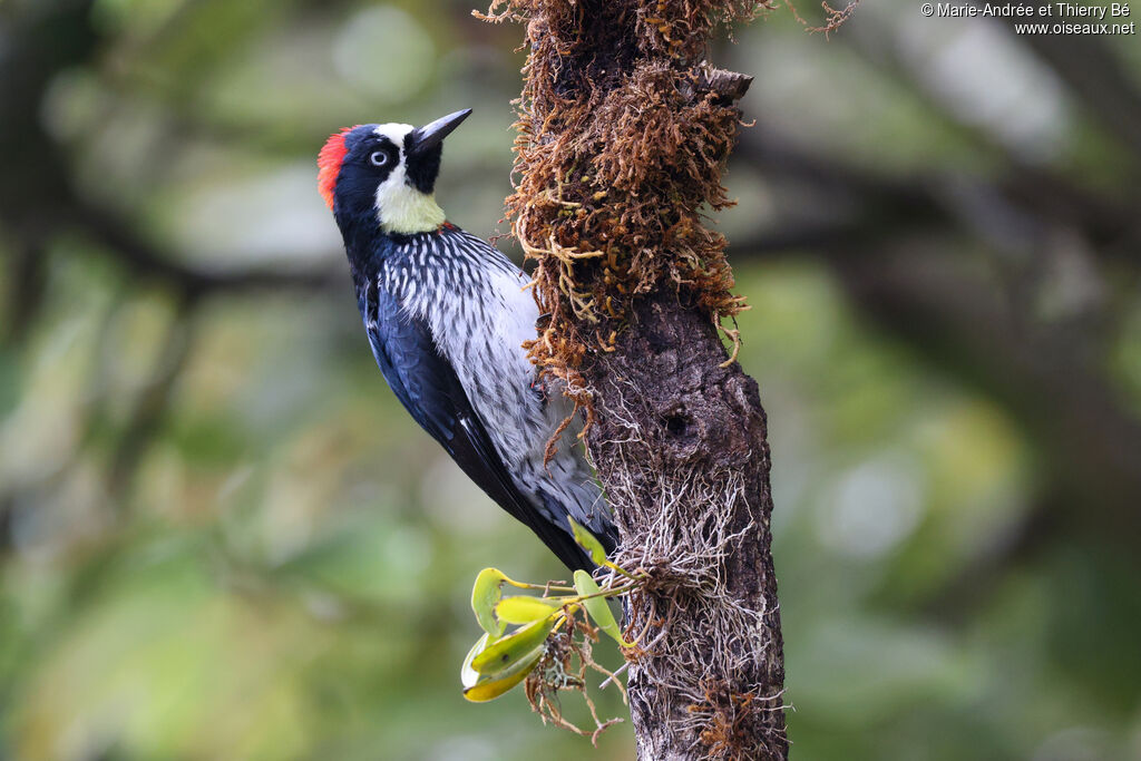 Acorn Woodpecker