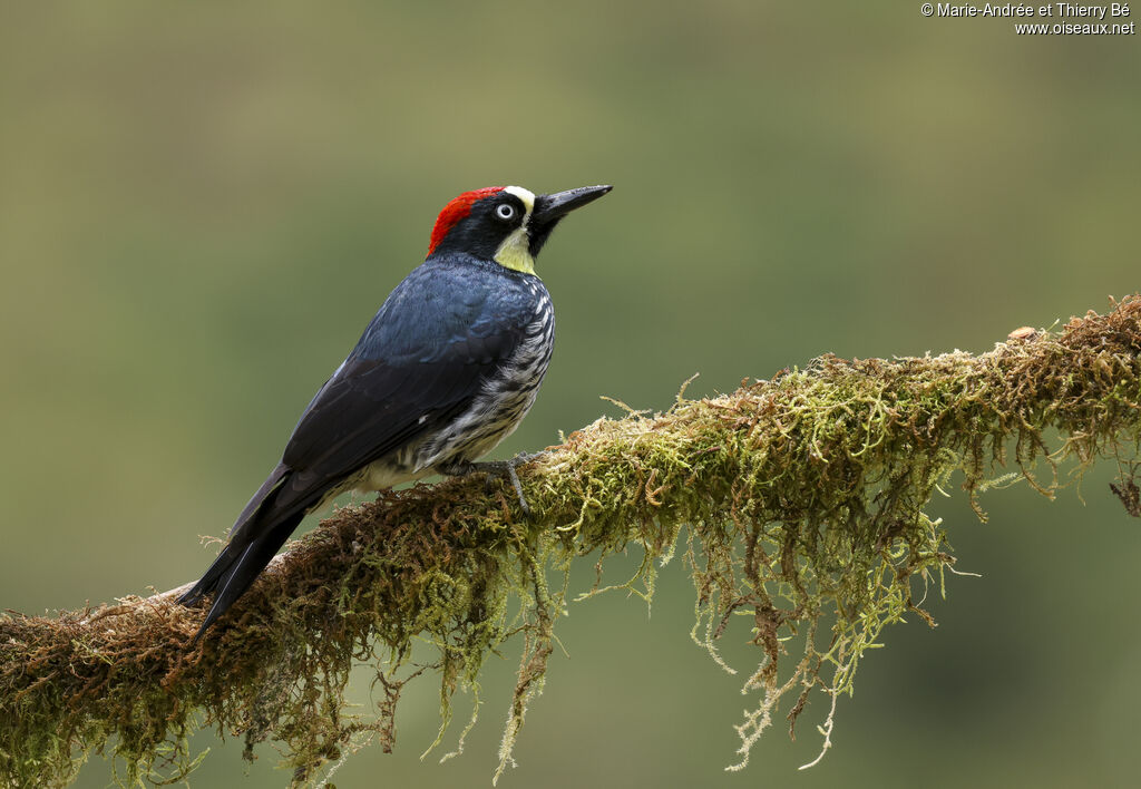 Acorn Woodpecker