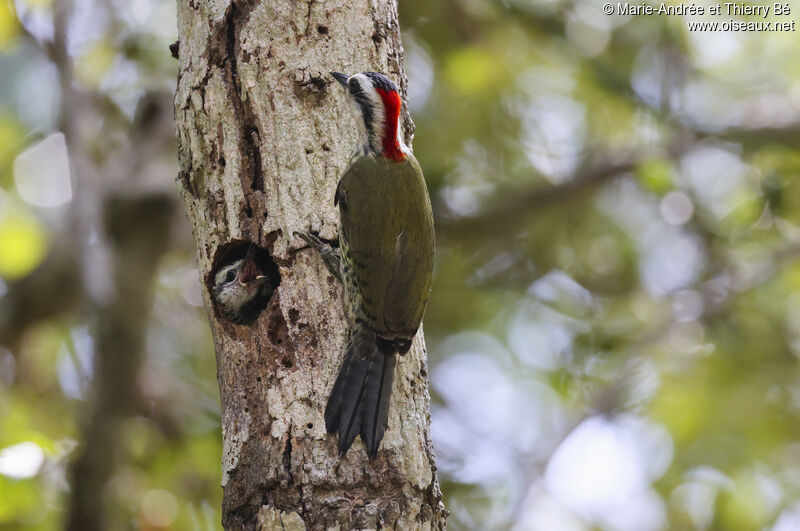 Cuban Green Woodpecker, Reproduction-nesting