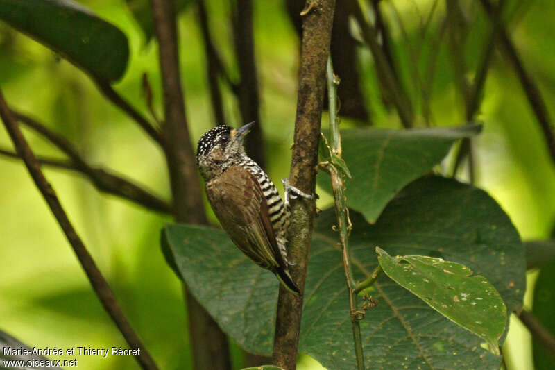 White-barred Piculet female adult, identification