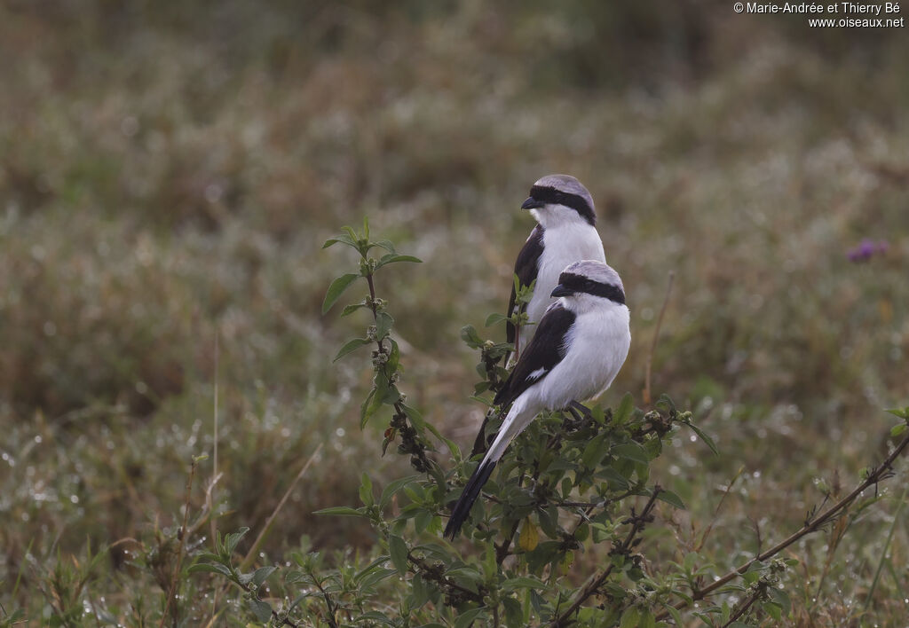 Grey-backed Fiscal