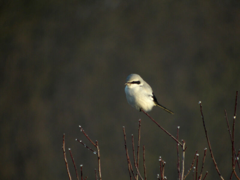 Great Grey Shrike