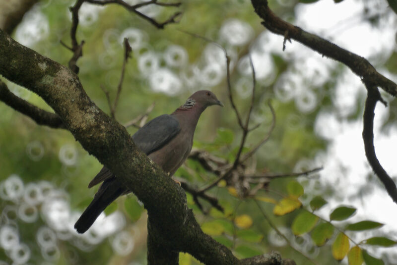 Pigeon de Ceylan