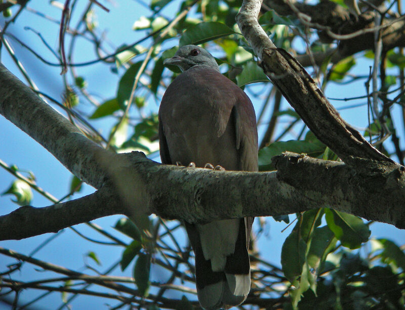 Pigeon de Madagascar