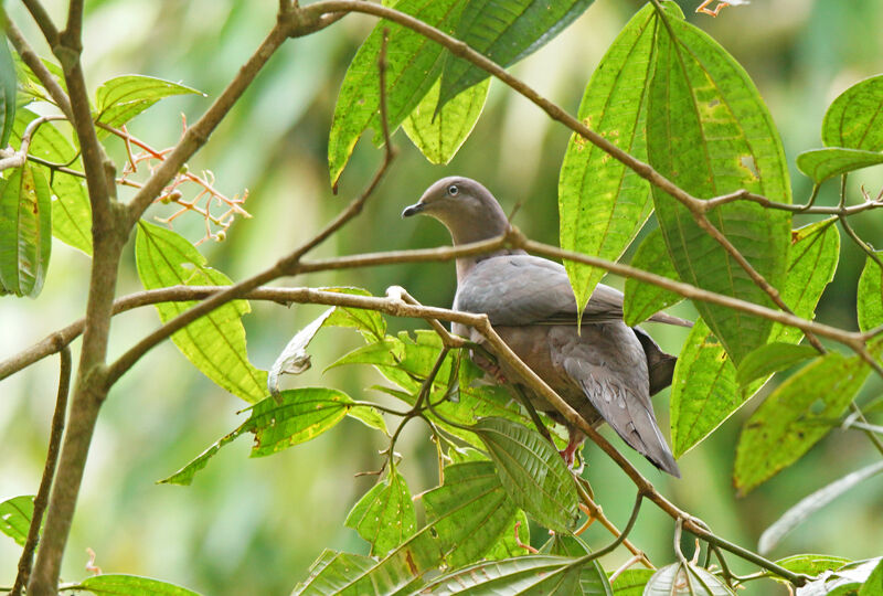 Pigeon plombé