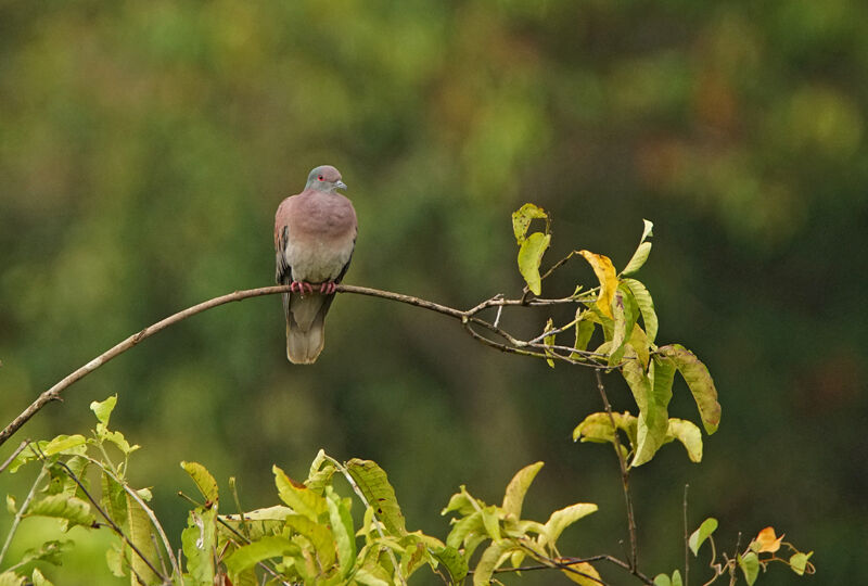 Pigeon rousset