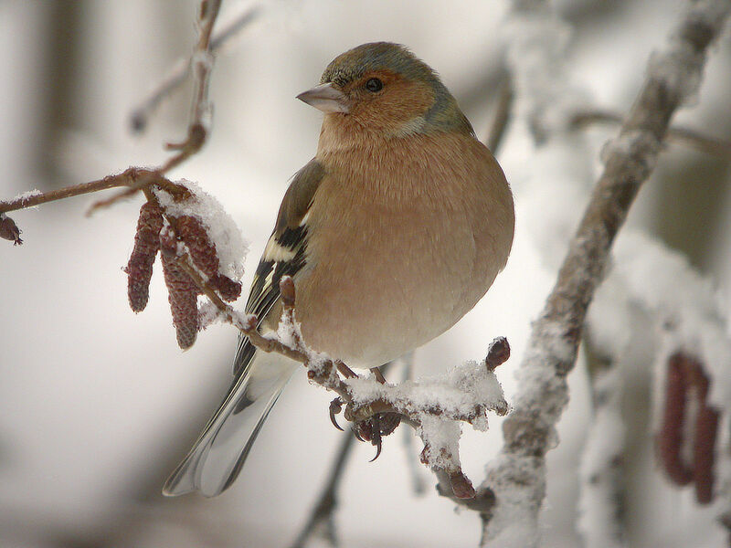 Eurasian Chaffinch