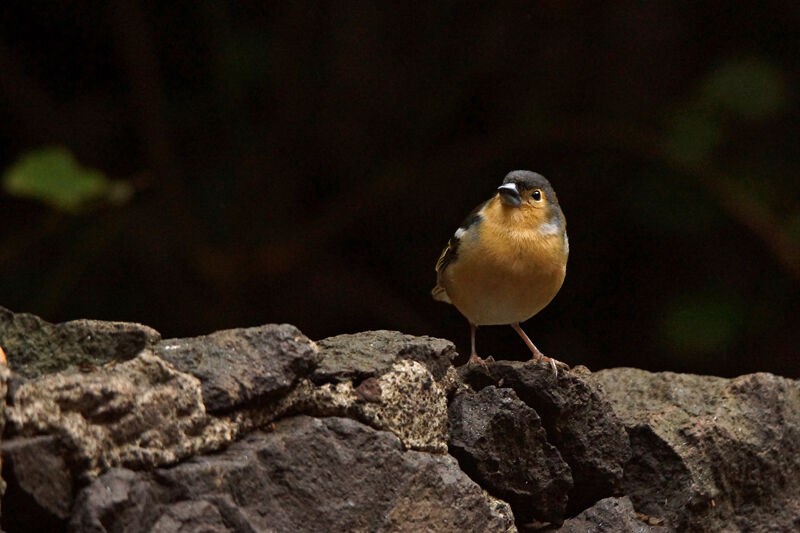 Pinson des Canaries