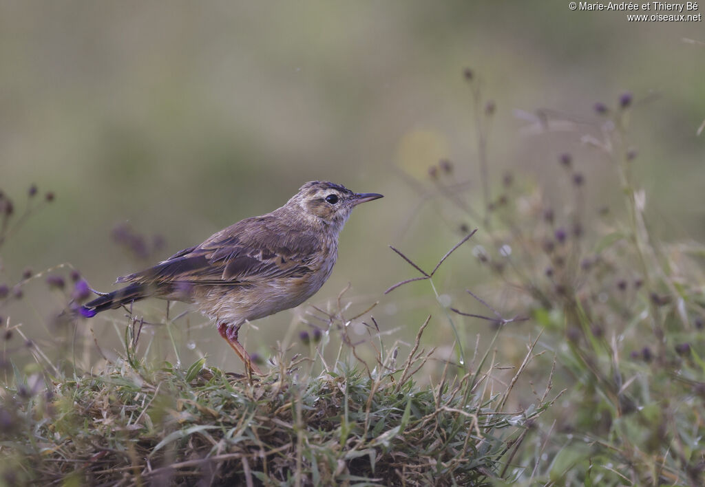 Plain-backed Pipit