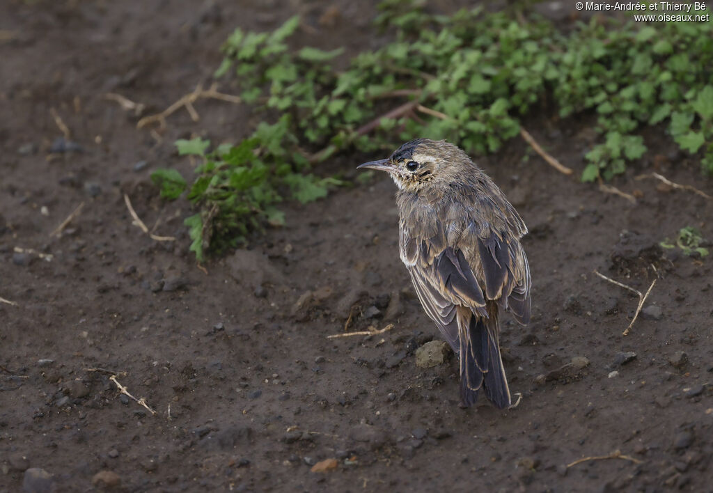 Plain-backed Pipit