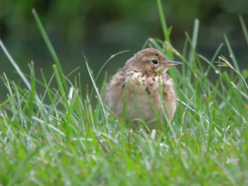 Paddyfield Pipit