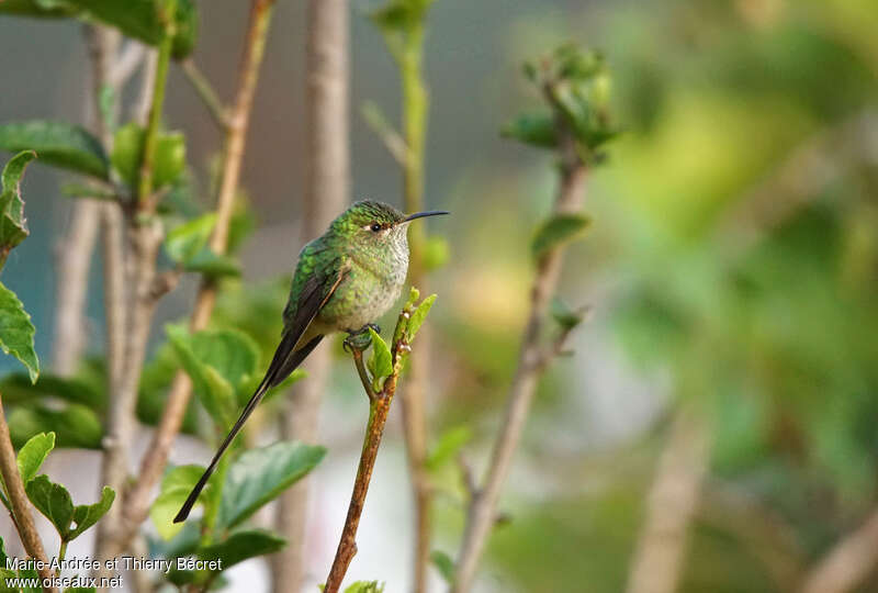 Black-tailed Trainbearer female adult