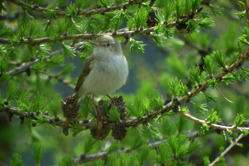 Western Bonelli's Warbler