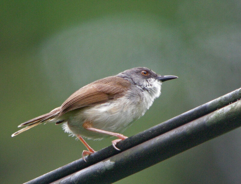 Prinia de Hodgson