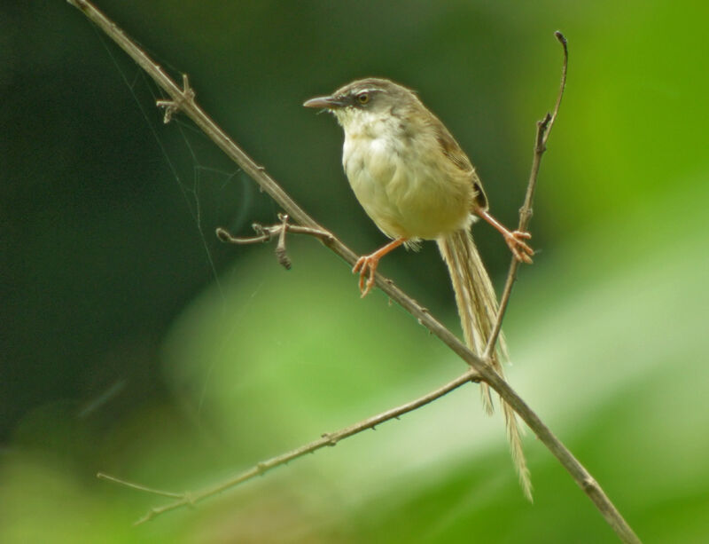 Prinia des collines