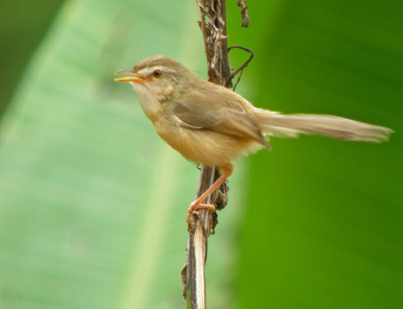 Hill Prinia