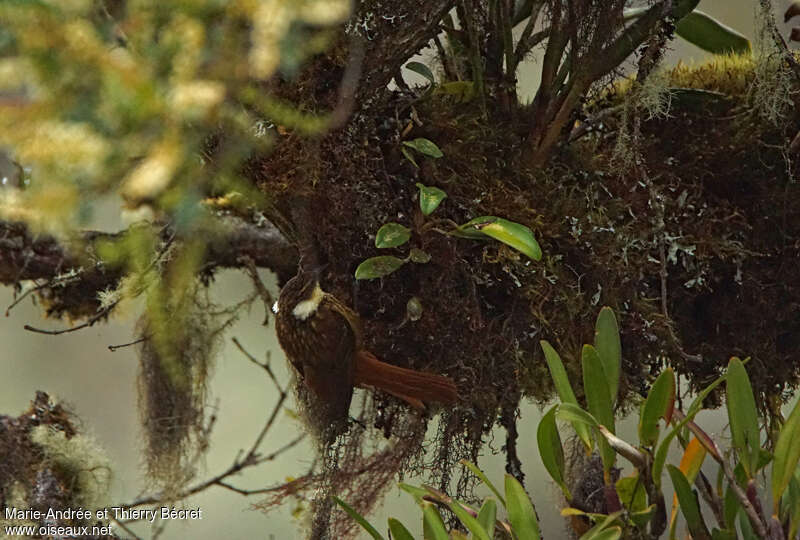 Pseudocolapte de Boissonneau