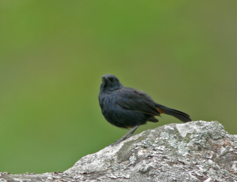 Indian Robin