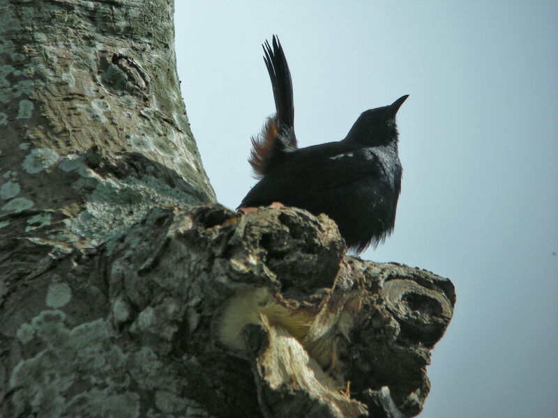 Indian Robin