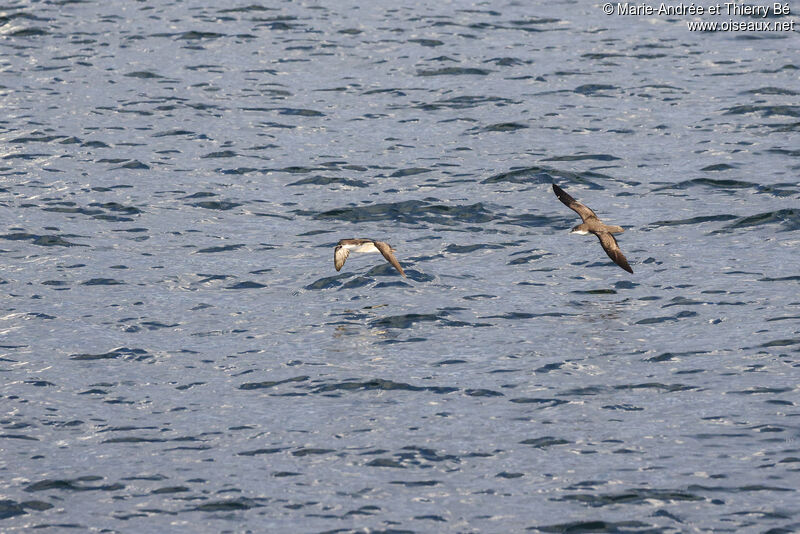 Galapagos Shearwater