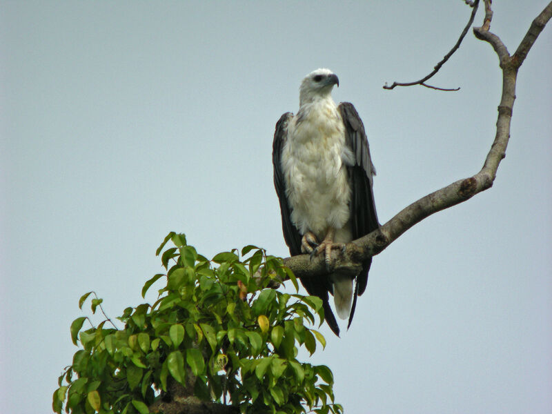 White-bellied Sea Eagle