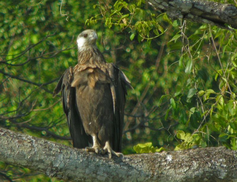 Madagascar Fish Eagle