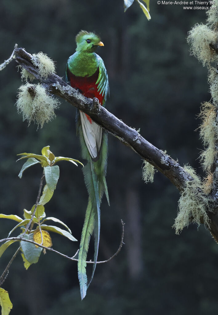 Quetzal resplendissant
