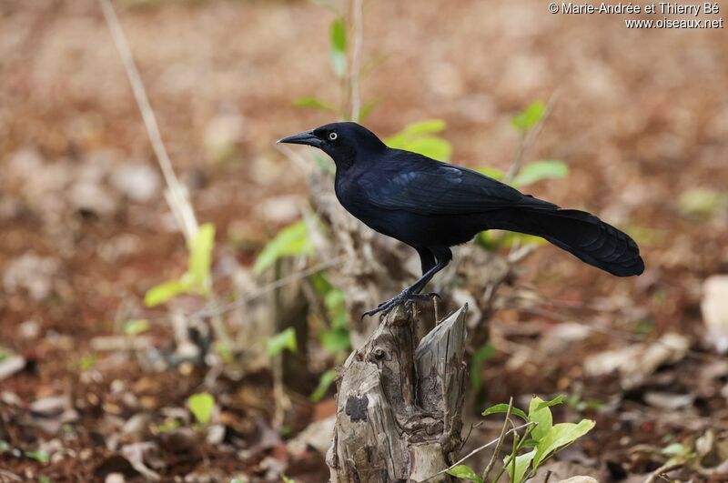 Quiscale noir