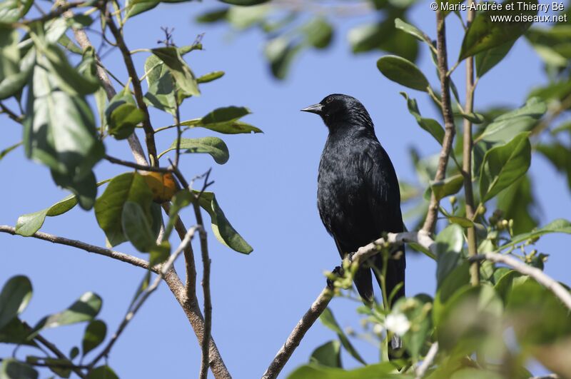 Cuban Blackbird