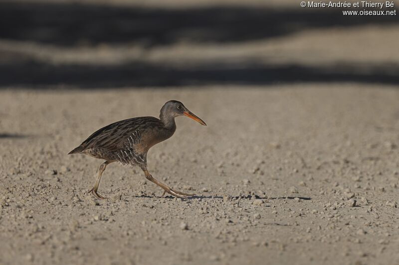 Clapper Rail