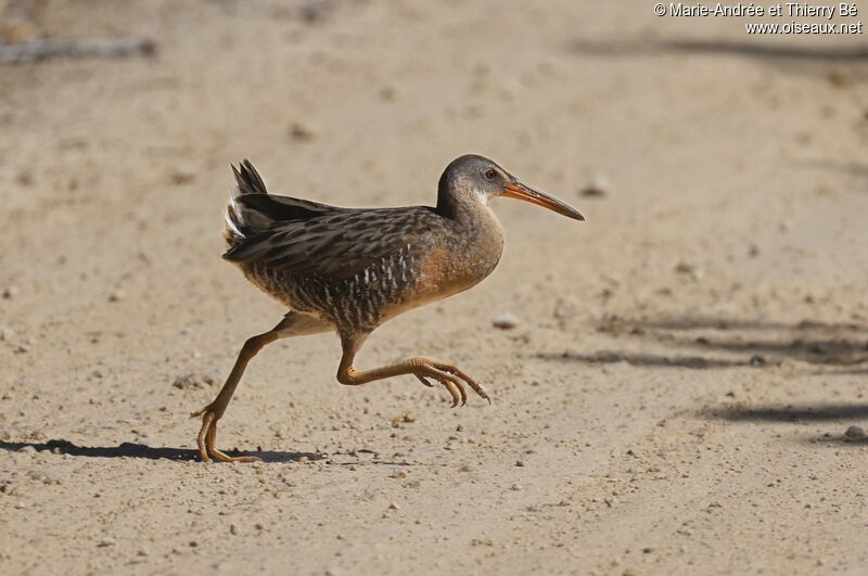 Clapper Rail