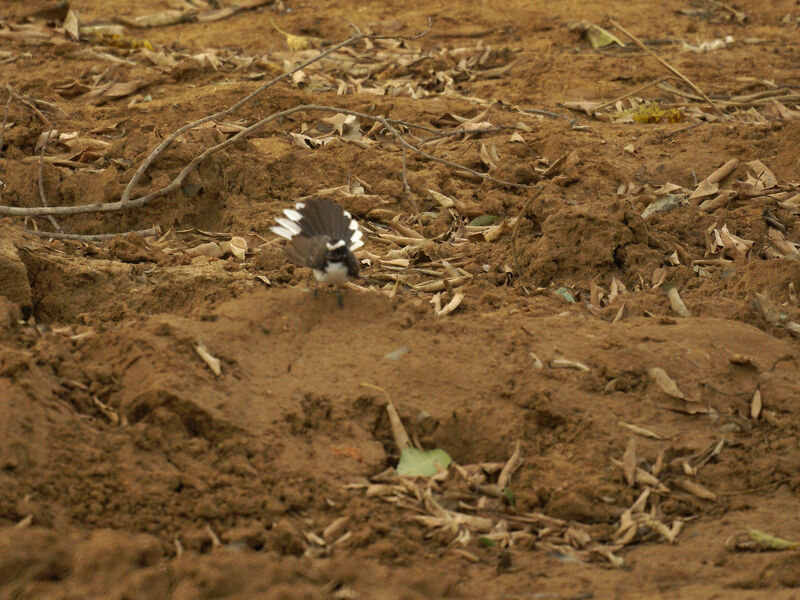 White-browed Fantail