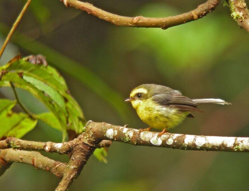 Yellow-bellied Fantail