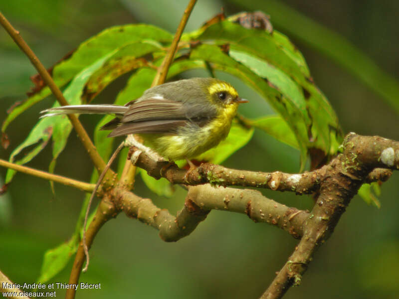 Yellow-bellied Fantail female adult, identification