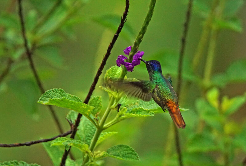 Golden-tailed Sapphire