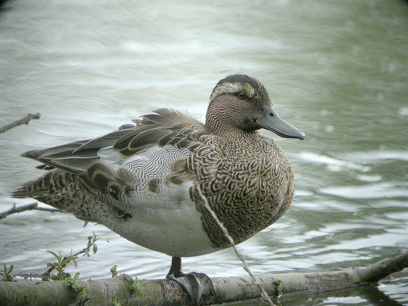 Sarcelle d'été