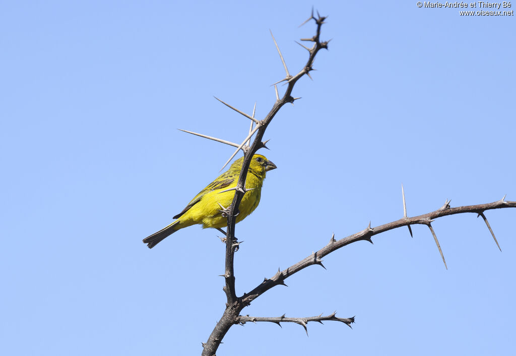 Serin de Sainte-Hélène