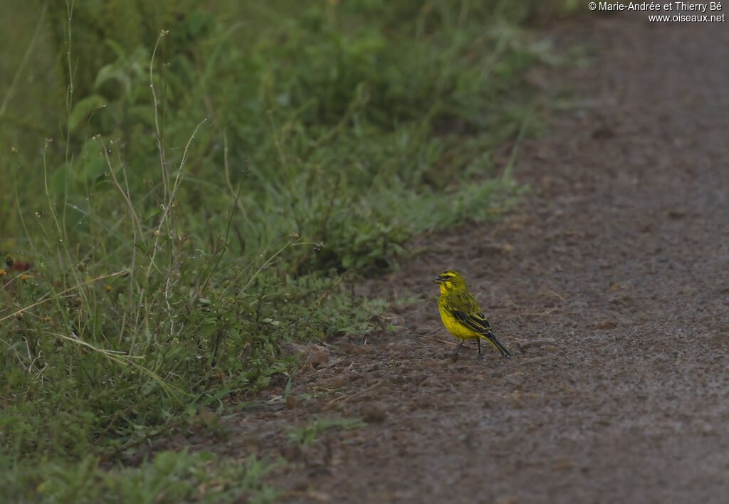 Brimstone Canary