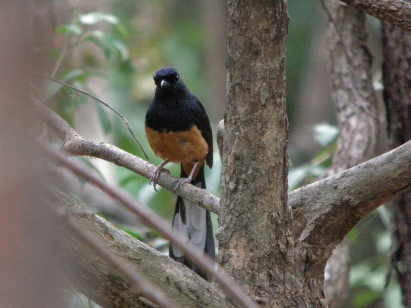 White-rumped Shama