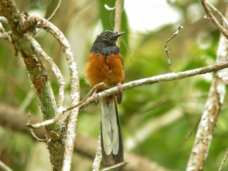 White-rumped Shama