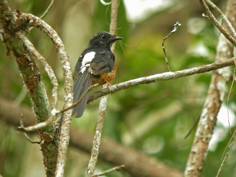 White-rumped Shama