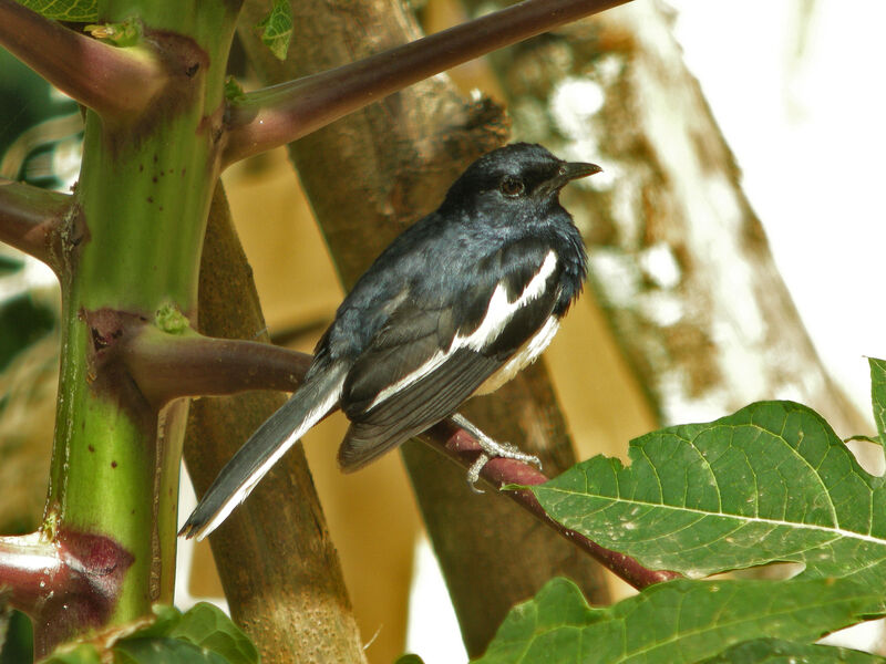 Oriental Magpie-Robin