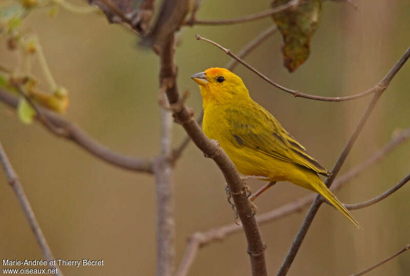 Saffron Finch male adult, identification