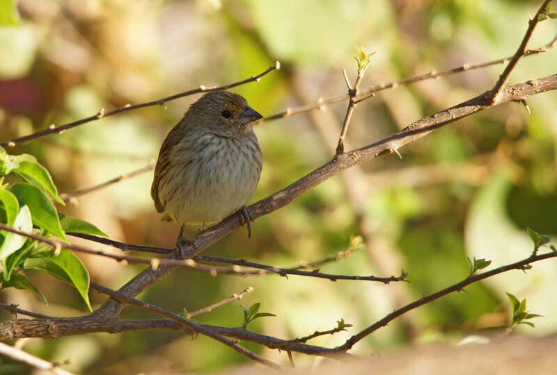 Saffron Finch female