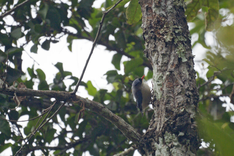 Sittelle veloutée