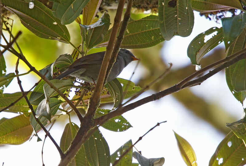 Andean Solitaire