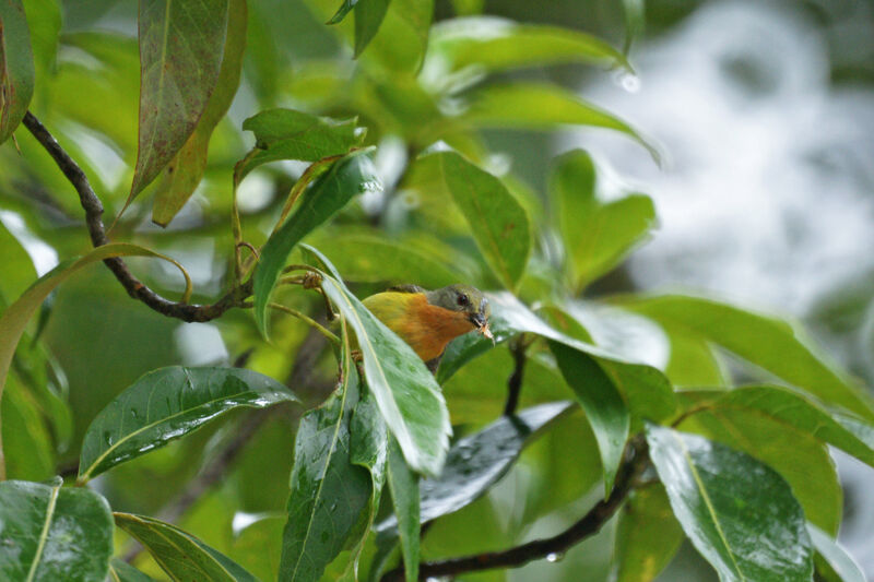 Ruby-cheeked Sunbird female